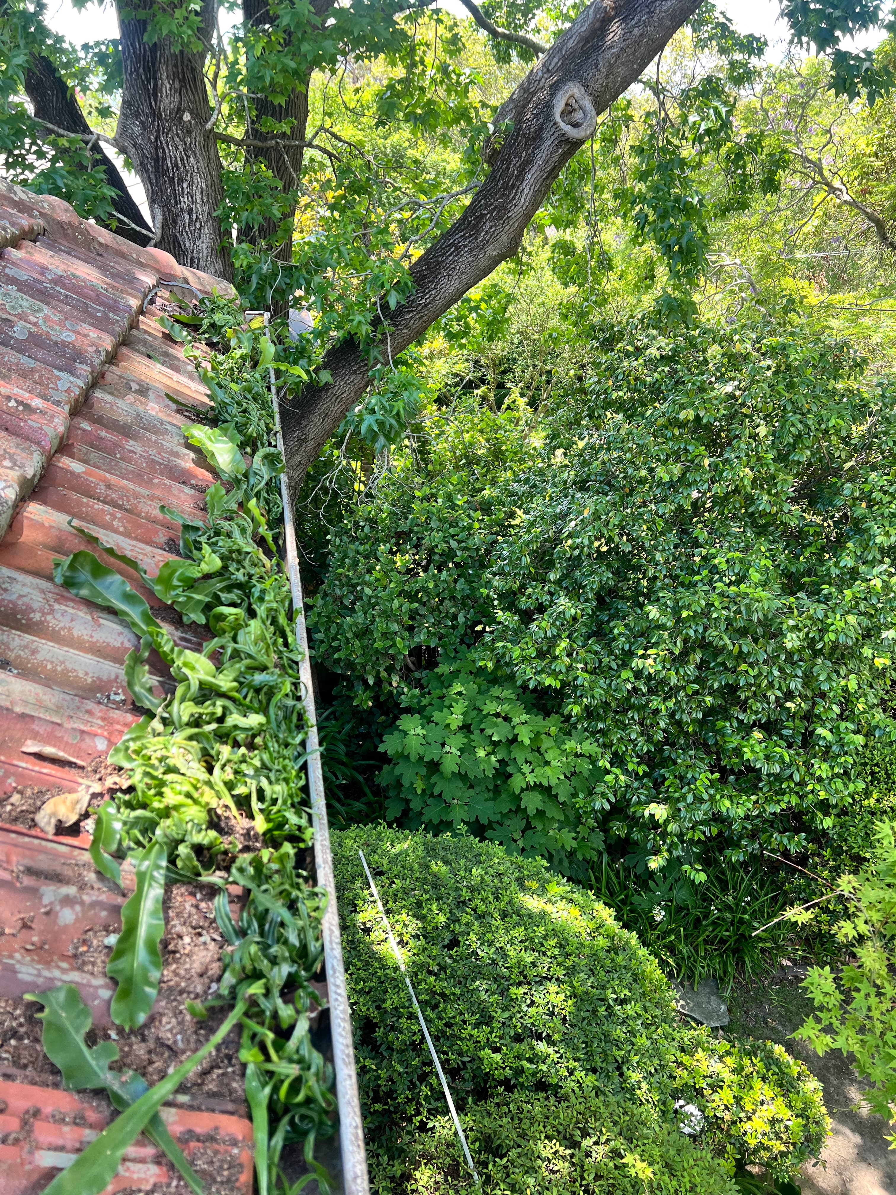 Gutter overgrown before cleaning
