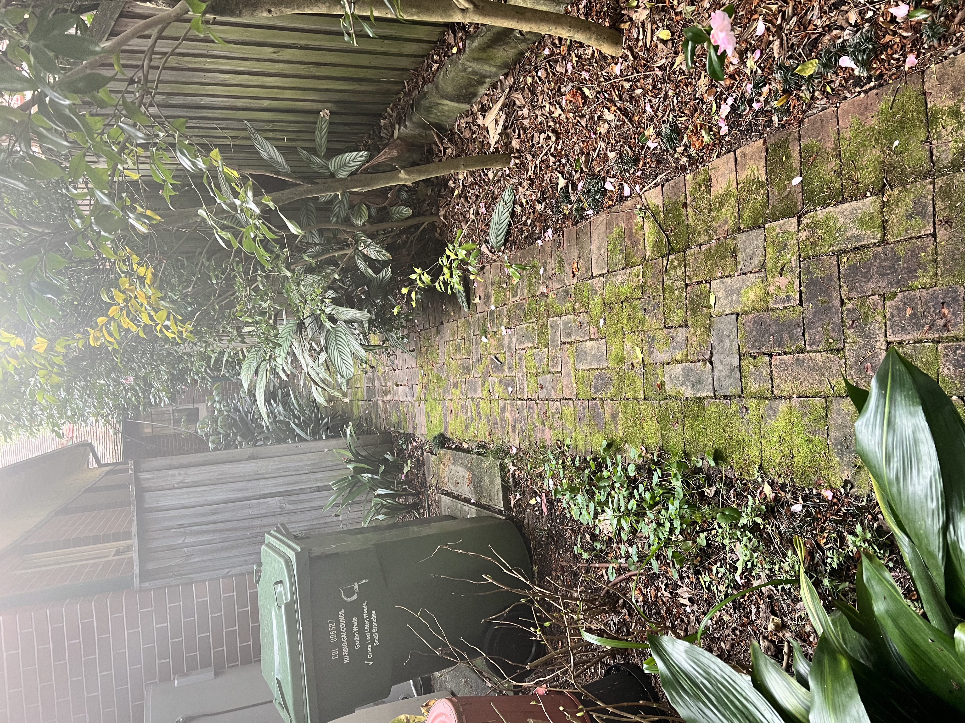 Brick path before cleaning